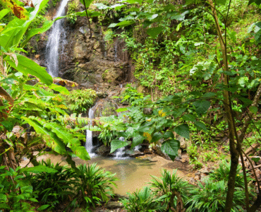 Local Wildlife and Natural Attractions to See Around Casa Rhino